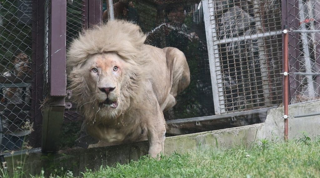 A white lion couple that had been kept in a 2.5 pyeong underground enclosure for 7 years was seen outdoors for the first time.