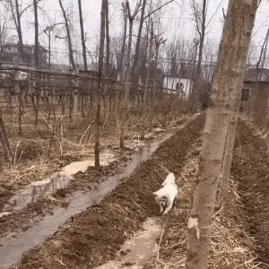 A dog working on a drain