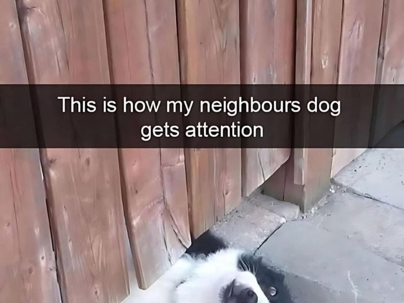 How the next door dog says hello