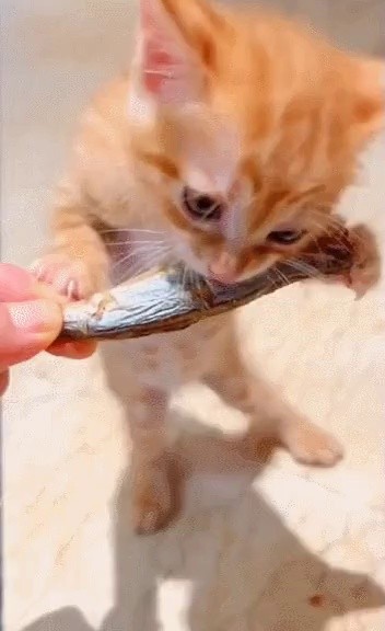 A kitten that enjoys giving snacks...gif