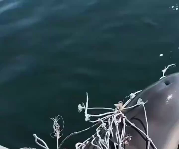 (SOUND)I saved the dolphin