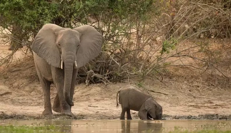 How baby elephants drink water
