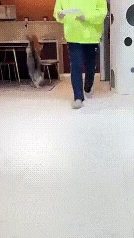 Butler collapses cat vs dog